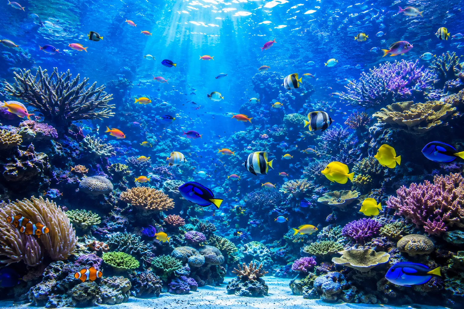 熱帯魚の大水槽