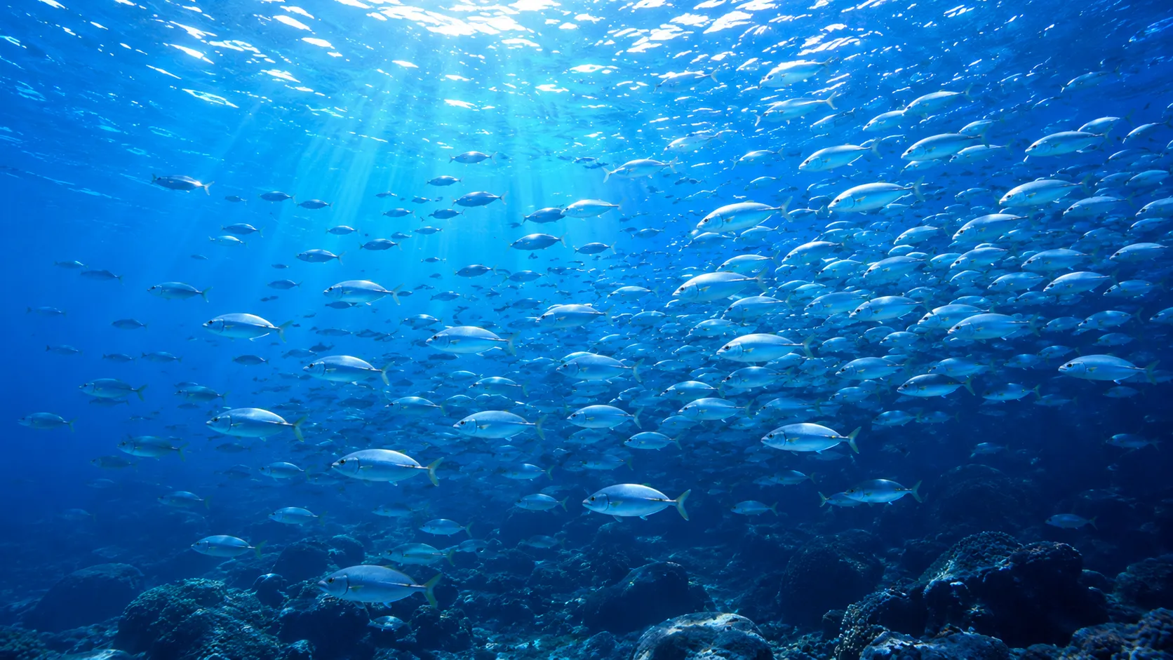 魚の群れ